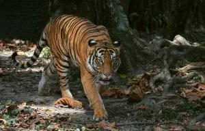 It’s a task, not a tiger. 